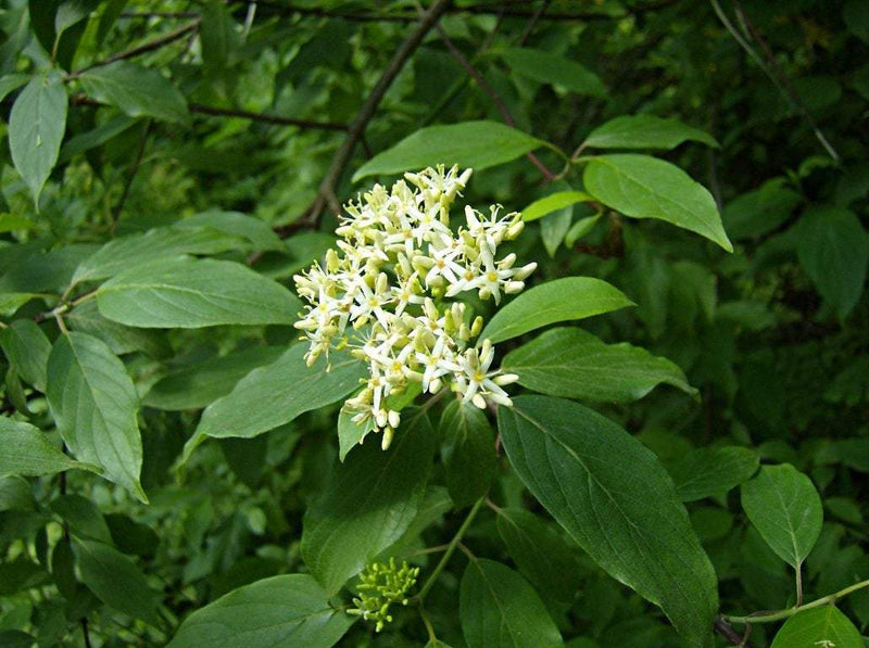 dogwood white flowering tree seedling (jumbo size)