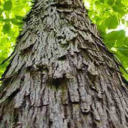 Hickory Tree Seedling (Shagbark) - CKKPRODUCTSLLC