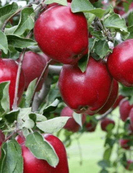 Fresh Wax-Free Red Delicious Apples - 125/Case
