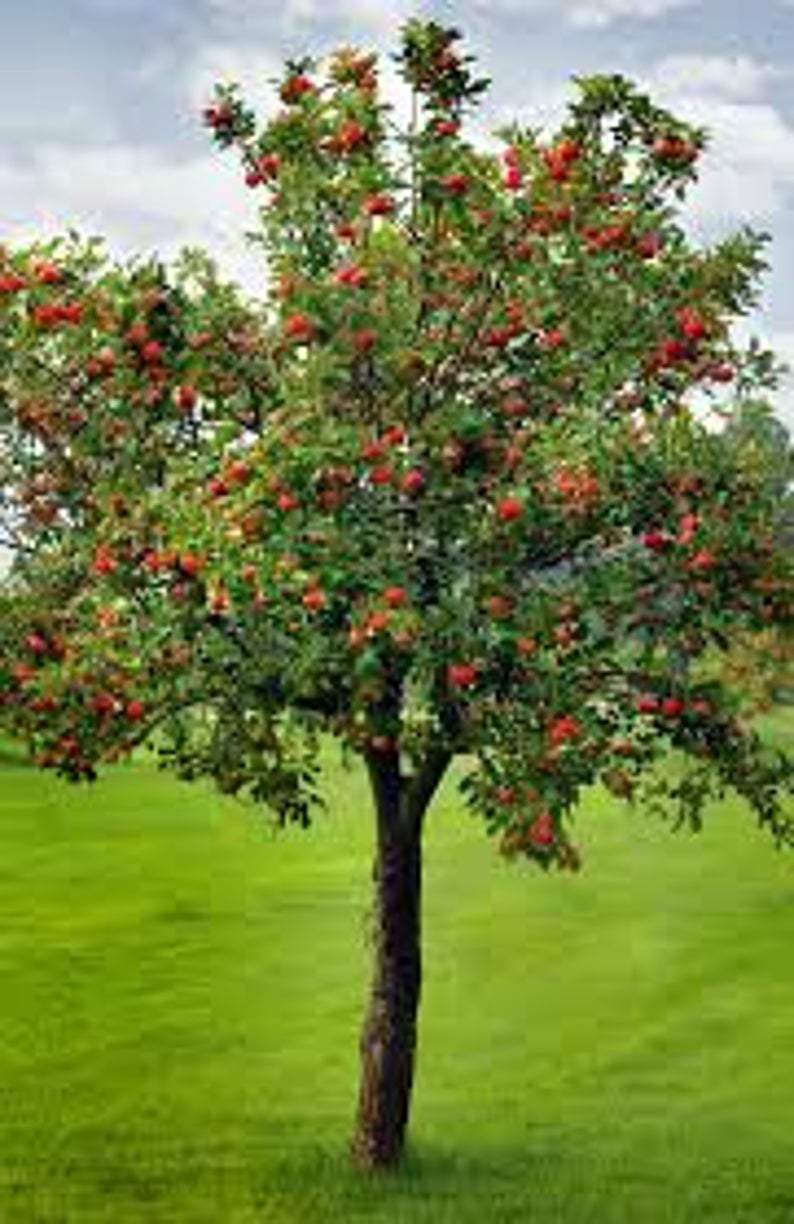 Apple Tree seedling - CKKPRODUCTSLLC
