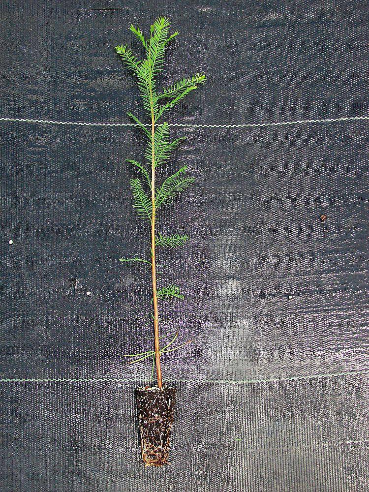 Bald Cypress seedling - CKKPRODUCTSLLC