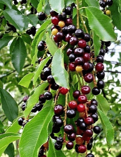 black tartarian cherry tree seedling