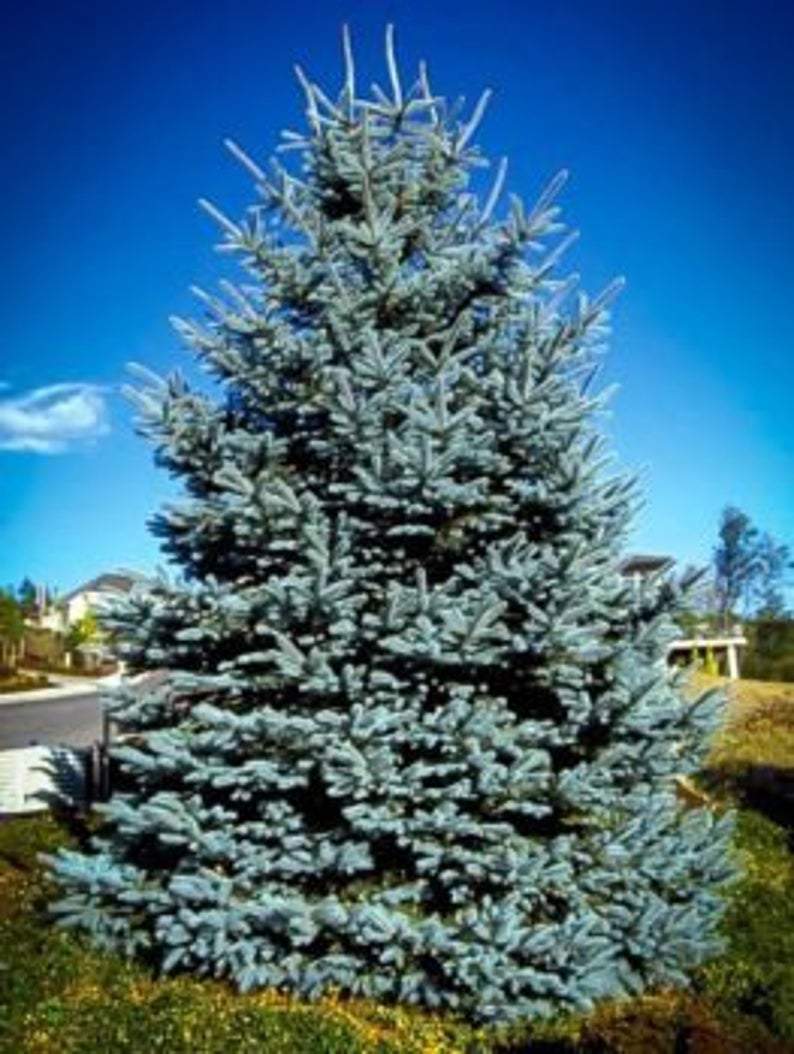 copy of blue spruce tree seedling 12-18 inches tall