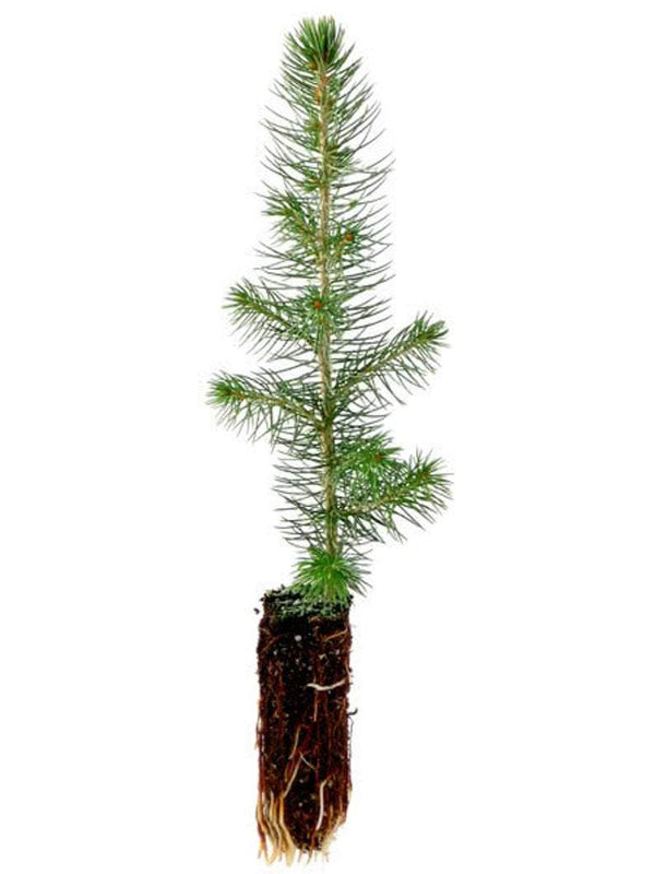 copy of blue spruce tree seedling 12-18 inches tall