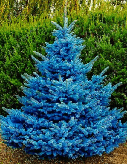 copy of blue spruce tree seedling 12-18 inches tall