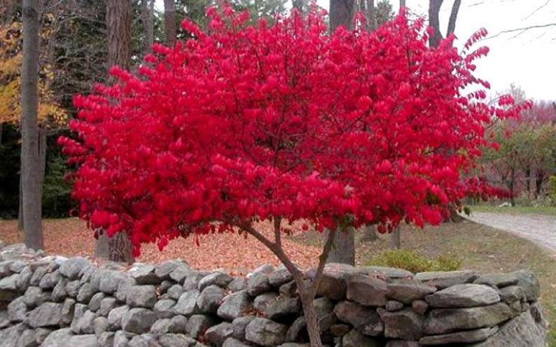 Burning Bush live plant - CKKPRODUCTSLLC