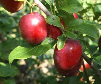 Cherry Plum Tree seedling - CKKPRODUCTSLLC
