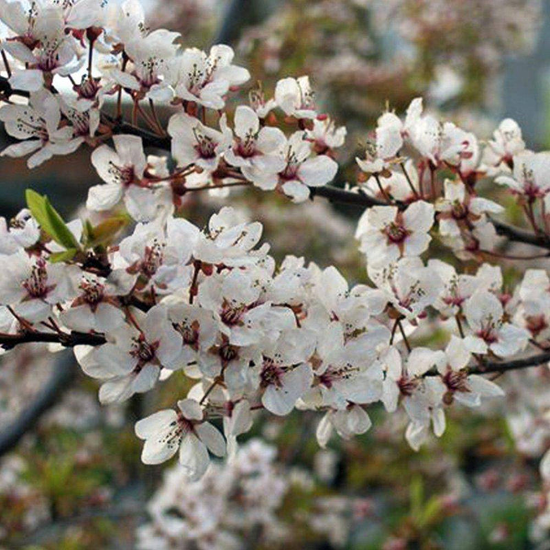 Cherry Plum Tree seedling - CKKPRODUCTSLLC