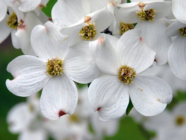 dogwood white flowering tree seedling (jumbo size)