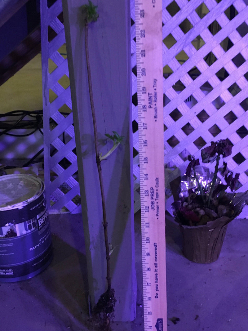 Elderberry plant 2-3 feet tall! - CKKPRODUCTSLLC