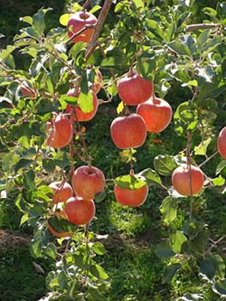 FUJI Apple tree seedling - CKKPRODUCTSLLC