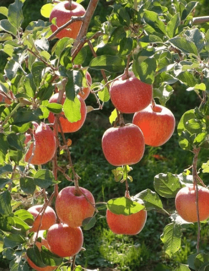 FUJI Apple tree seedling - CKKPRODUCTSLLC