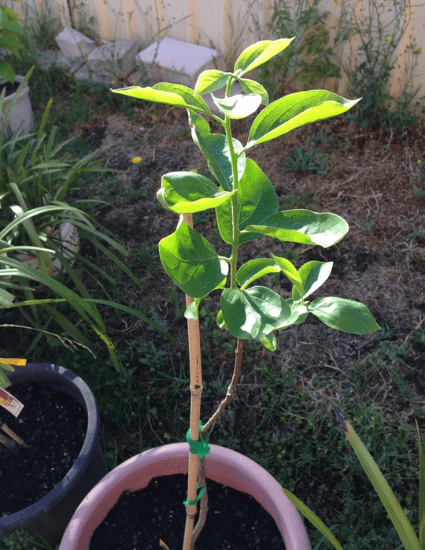 fuyu persimmon tree seedling