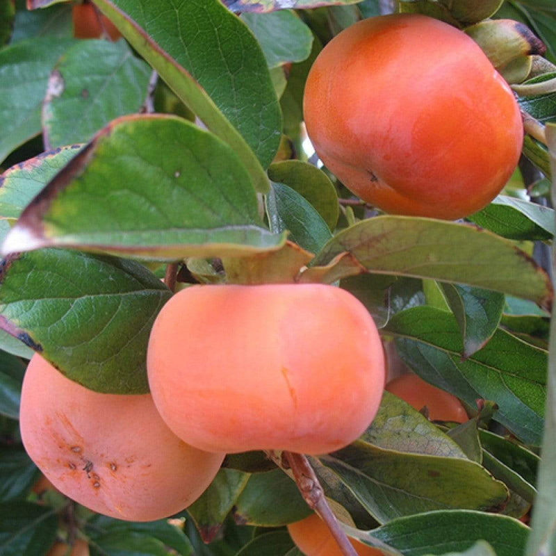 fuyu persimmon tree seedling