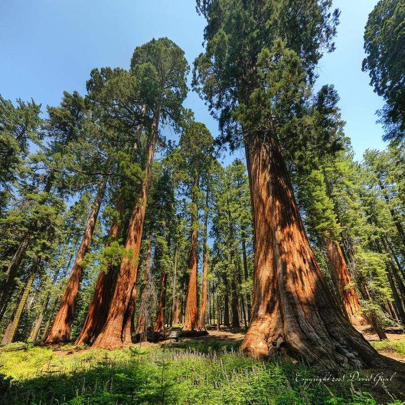 Giant Sequoia - CKKPRODUCTSLLC