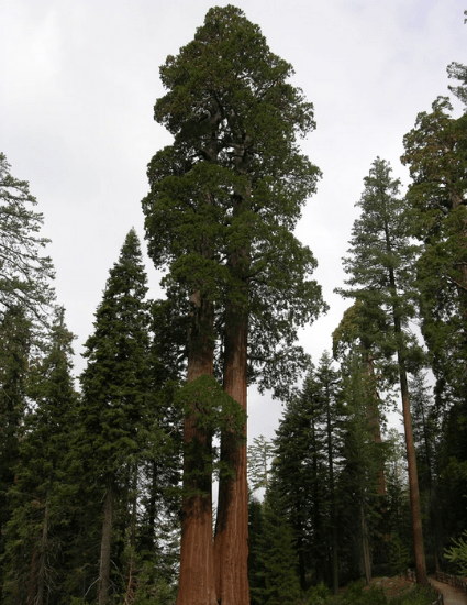 Giant Sequoia XL-JUMBO size 18-24 inch tall seedling, great for Bonsai! - CKKPRODUCTSLLC