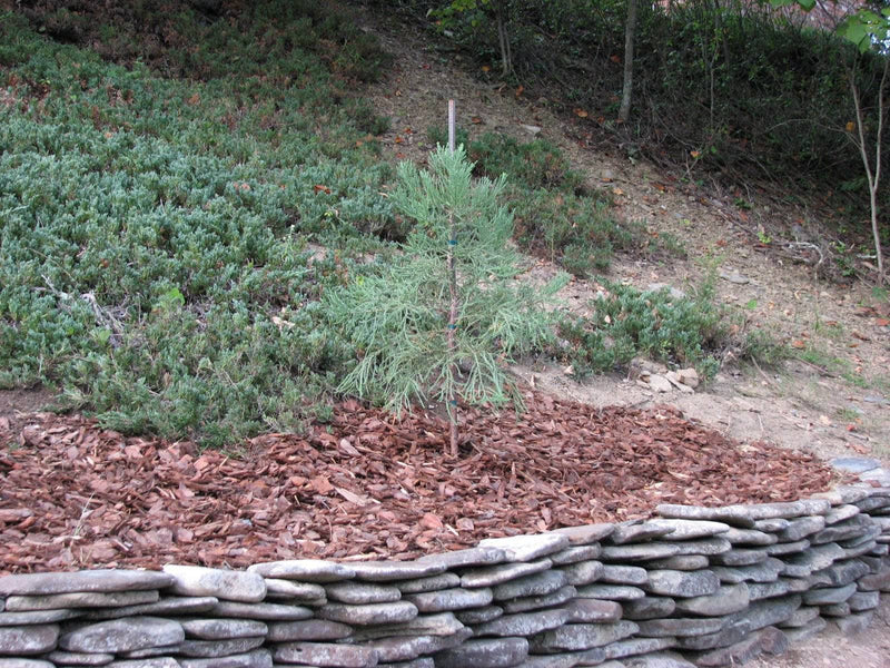 Giant Sequoia XL-JUMBO size 18-24 inch tall seedling, great for Bonsai! - CKKPRODUCTSLLC