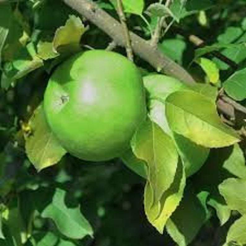 Granny Smith Apple tree - CKKPRODUCTSLLC