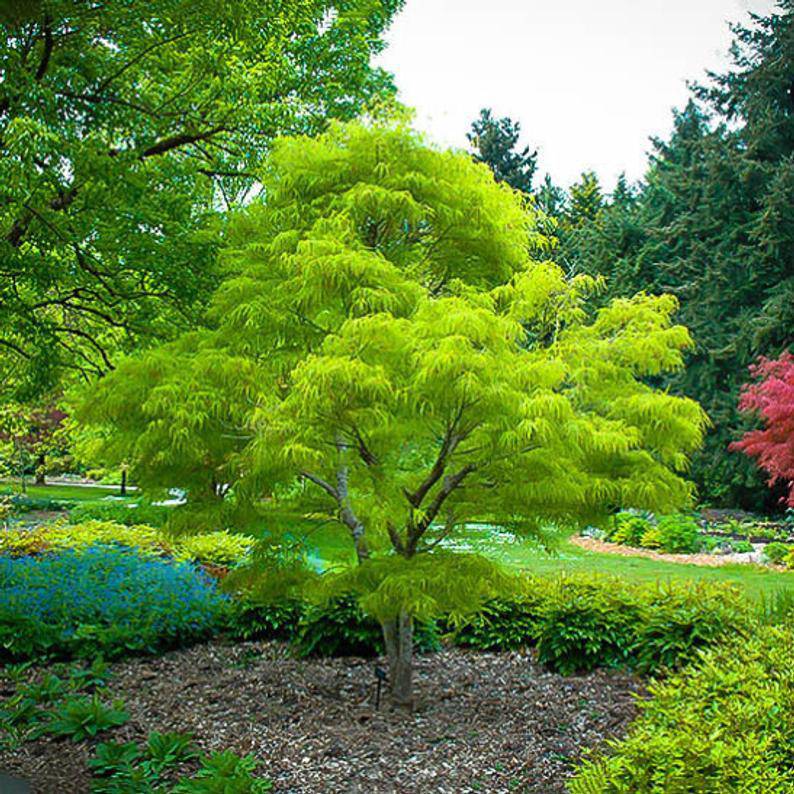 Green Japanese Maple Tree - CKKPRODUCTSLLC