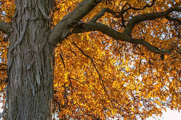 Hickory Tree Seedling (Shagbark) - CKKPRODUCTSLLC