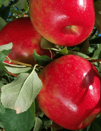 Honeycrisp Apple Tree - CKKPRODUCTSLLC