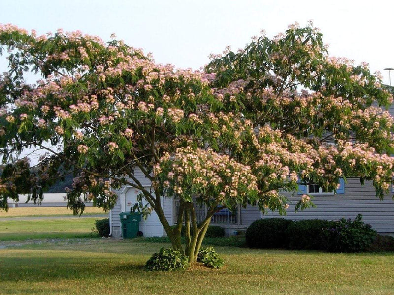 Mimosa tree seedling XL size 2-3 feet tall - CKKPRODUCTSLLC