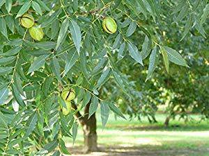 Pecan tree seedling - CKKPRODUCTSLLC