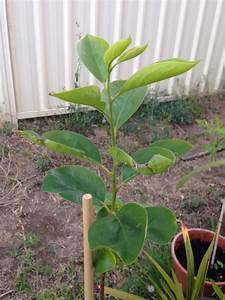 Persimmon (FUYU) tree - medium size seedling - CKKPRODUCTSLLC