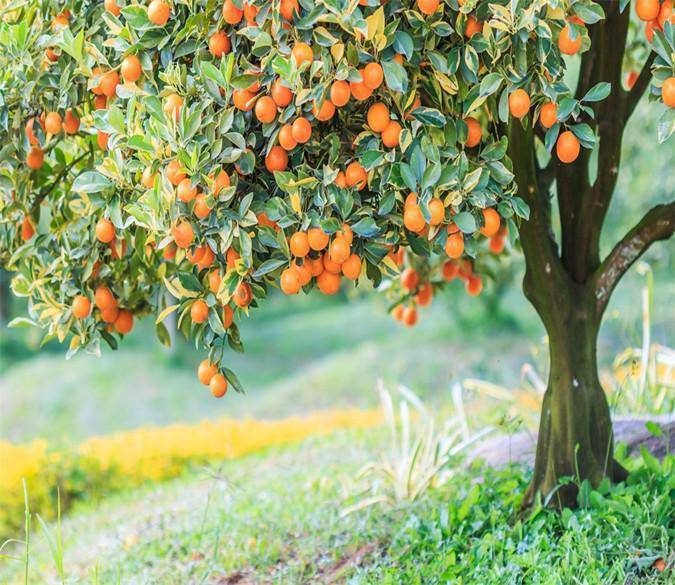 persimmon tree seedling