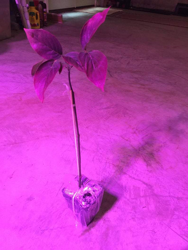 Pink Dogwood seedling 12-18 inches tall - CKKPRODUCTSLLC