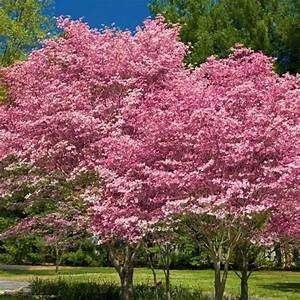 pink dogwood tree seedling