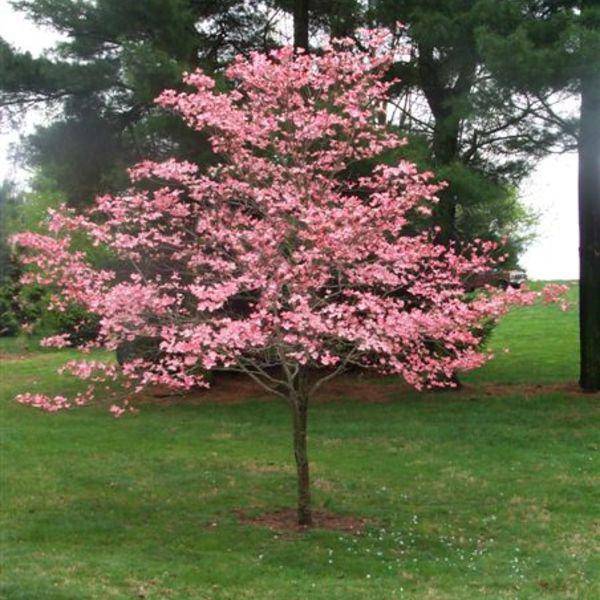 pink dogwood tree seedling