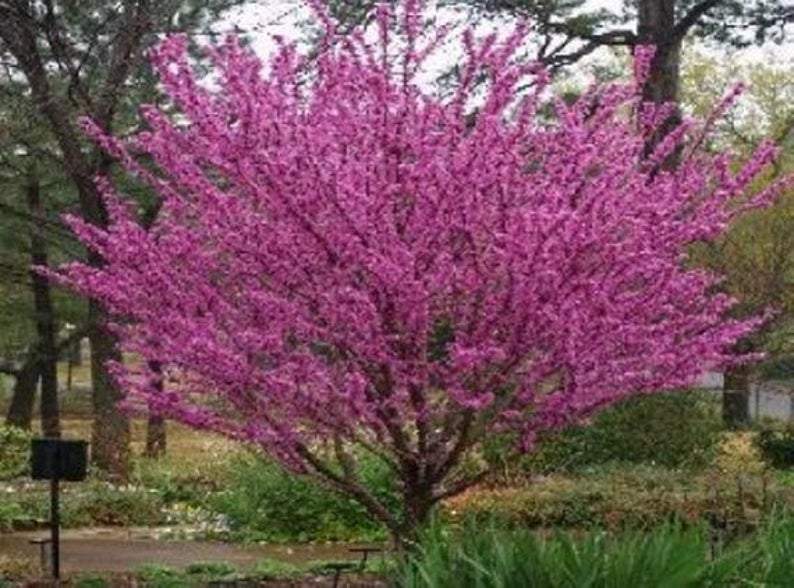 Red Bud tree seedling -18-24 inches tall - CKKPRODUCTSLLC