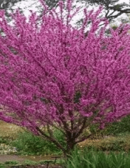 Red Bud tree seedling -18-24 inches tall - CKKPRODUCTSLLC