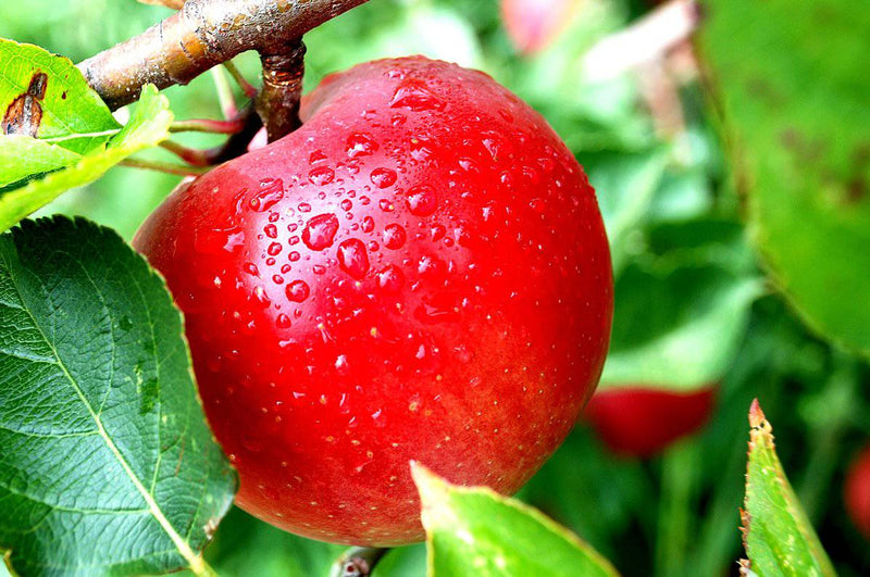 https://ckkproductsllc.com/cdn/shop/products/ckkproductsllc-plants-red-delicious-apple-tree-seedling-18999600414878_800x.jpg?v=1631826884