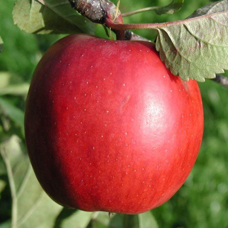 https://ckkproductsllc.com/cdn/shop/products/ckkproductsllc-plants-red-delicious-apple-tree-seedling-18999610572958_800x.jpg?v=1631826865
