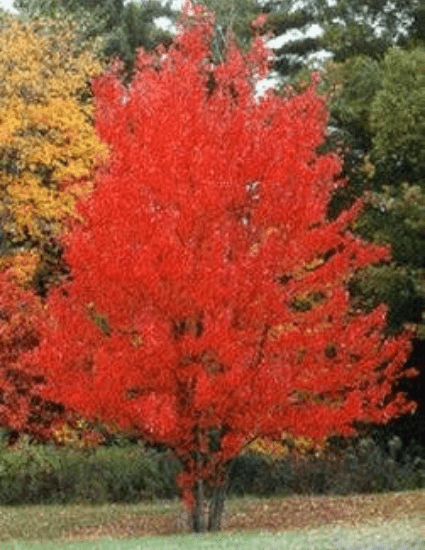 red maple tree (brandywine)