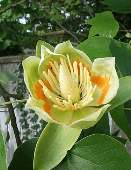 Tulip Poplar Seedling XL/JUMBO size - CKKPRODUCTSLLC