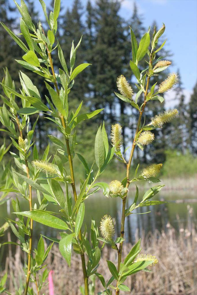 WEEPING WILLOW - CKKPRODUCTSLLC