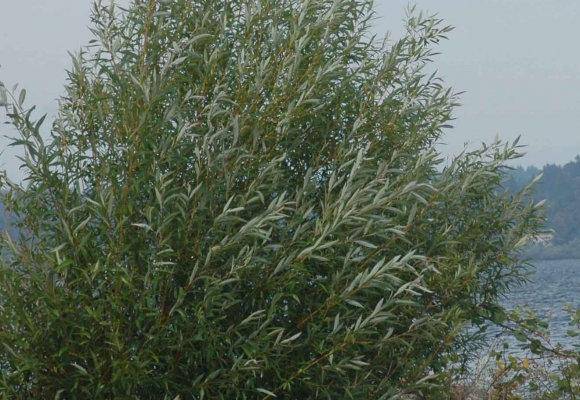 WEEPING WILLOW - CKKPRODUCTSLLC