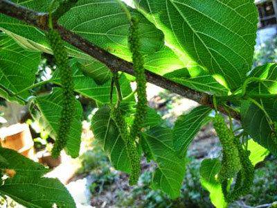 White Beauty Mulberry Tree - Just Fruits and Exotics