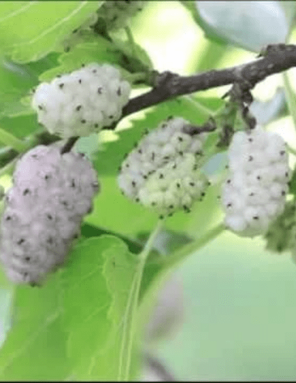 White Mulberry Tree - CKKPRODUCTSLLC